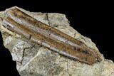 Dinosaur Rib Bone Section In Rock - South Dakota #113595-4